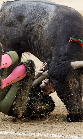 Spanish torero Jose Mora is gored by a bull during a bullfight during the Autumn Fair at Las Ventas bullring in Madrid, Spain, 02 October 2011.