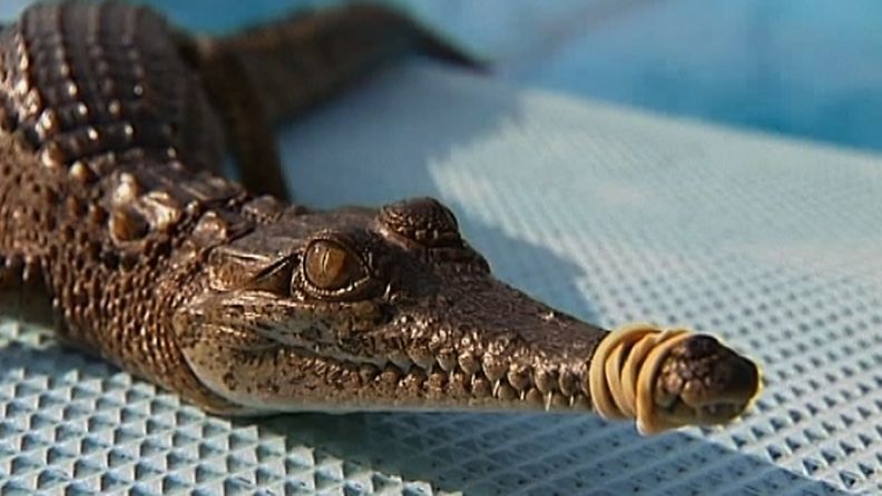 Tämä krokotiili oli varannut kokonaisen radan itselleen Australiassa. Kuva: AP