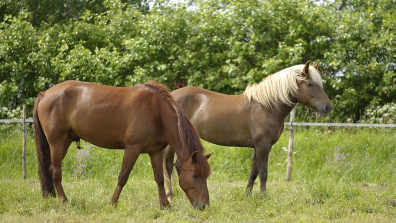 Hevosia Ypäjällä 18. kesäkuuta 2010. 
