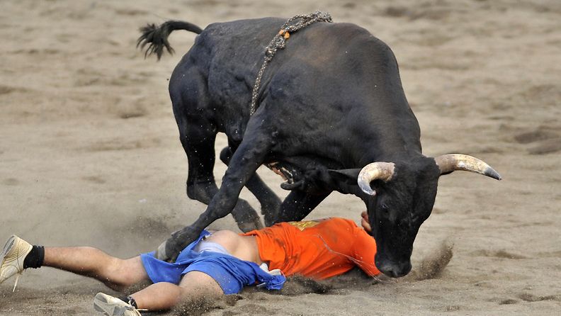 An amateur is being charged by a bull during the traditional bullfights in the Bullring of Zapote in the city of San Jose, Costa Rica, 27 December 2011.