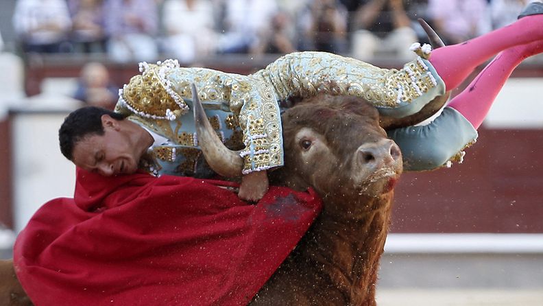 Mexican bullfighter Fermin Spinola is tossed by a bull during a bullfight at Las Ventas bullring in Madrid, Spain, 12 October 2011.