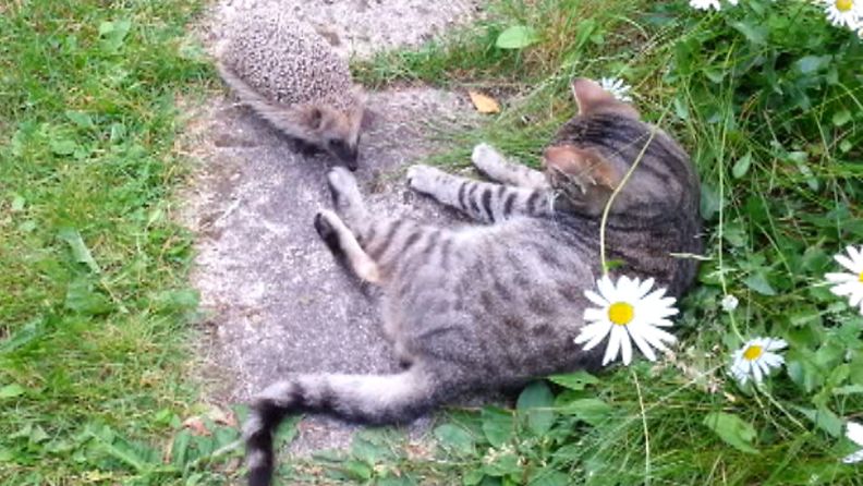 Kissa ja siili kohtaavat kesäisessä luonnossa