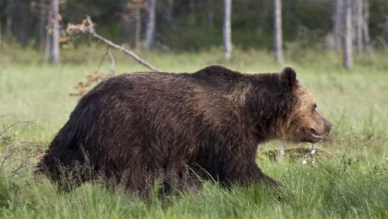 Karhu eli ruskeakarhu (Ursus arctos) haaskalla Kuhmossa rajavyöhykkeen sisällä yöllä 22. heinäkuuta - 23. heinäkuuta 2010. 