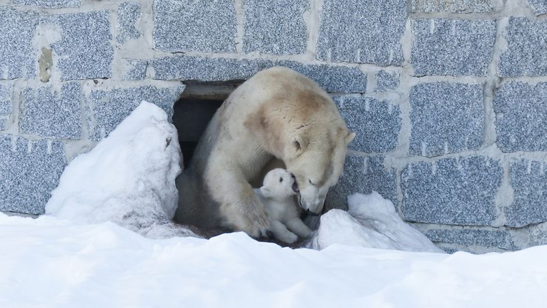 Ranua jääkarhunpentu kolmen ja puolen kuukauden ikäisenä. 
