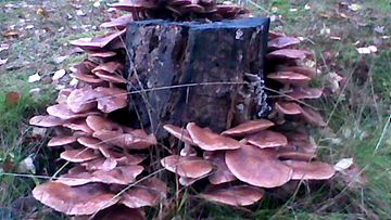 Sieniä Kiljavalla.Kuva: Uutissilmä
