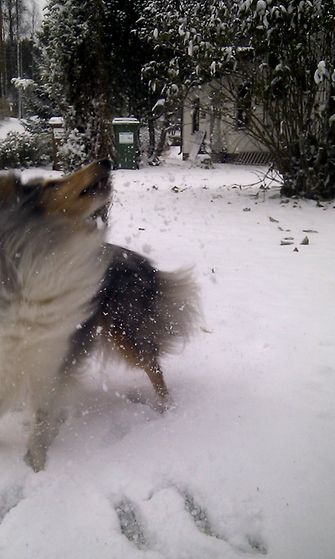 Nella-koira innoistui lumesta Heinolassa.