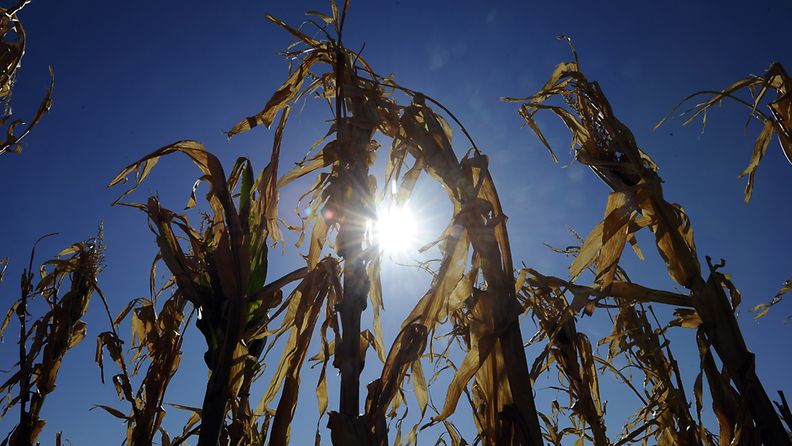 Kuivuneita maissintähkiä yhdysvaltalaisella pellolla. Kuva: EPA