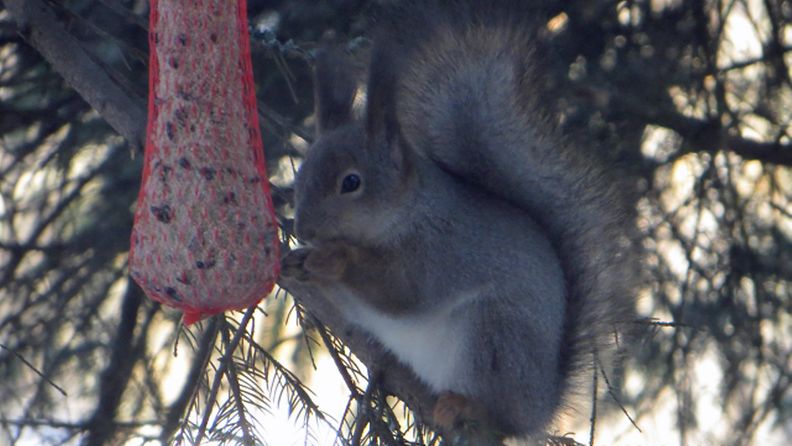 Uutissilmä 3.3.2013, Orava lintujen talipötköllä - Nivala