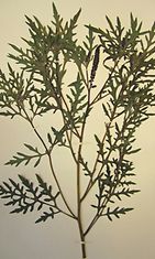 marunatuoksukki (Ambrosia artemisifolia) 