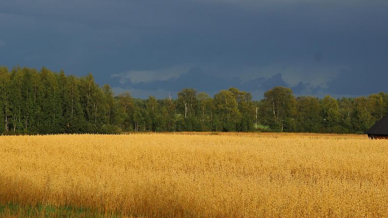 Ukkospilvet pellon yllä 13. elokuuta 2014 Utajärvellä. Lukijan kuva: Sinikka Kujala