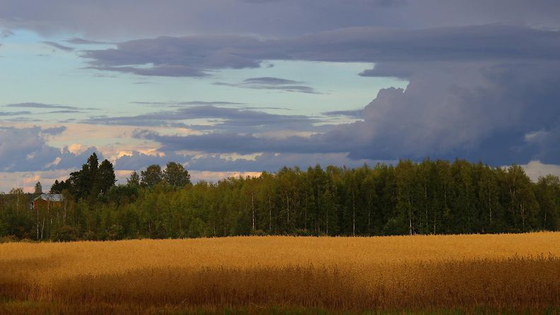 Lähestyvä ukkonen tummesi taivaan 13. elokuuta 2014 Utajärvellä. Lukijan kuva: Sinikka Kujala