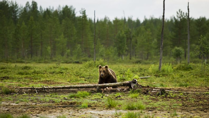 Kuvassa karhu haaskalla Viiksimossa Kuhmossa 19. heinäkuuta 2012.