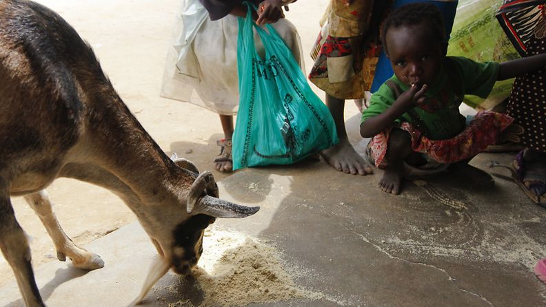 Lapsi ja vuohi syövät ruuanjakelupisteen lattialle pudonneita jauhoja Keniassa. Kuva: EPA
