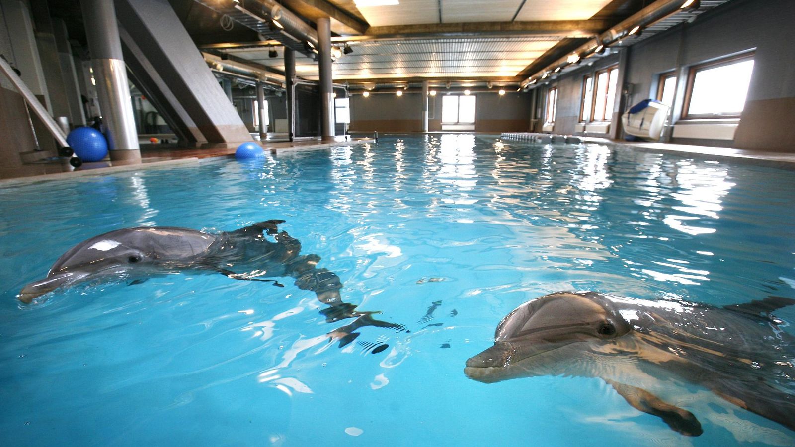 Särkänniemen delfinaario suljetaan – näytöksiä ei enää pidetä -  