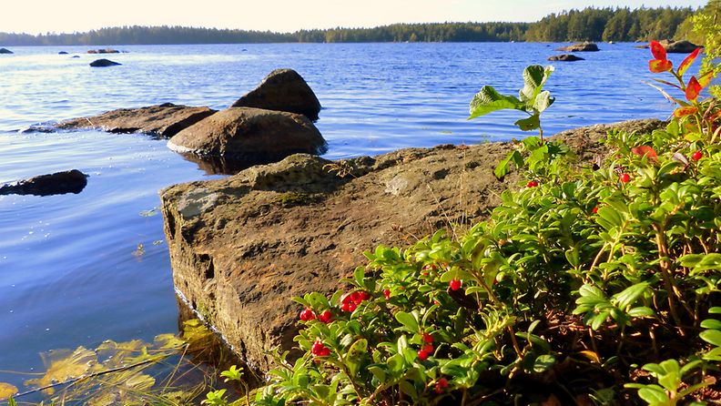 Puolukoita veden äärellä Vaasassa 5. syyskuuta 2014. Lukijan kuva: Matti Hietala