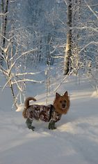 Koirakin nauttii lumesta kunnon tamineissa. Espoo 8.12.2010. Kuvaaja: Taina Laine