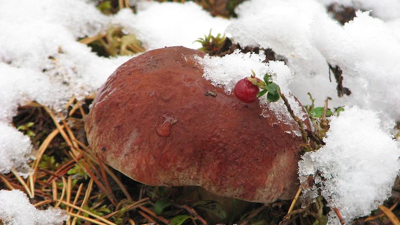Sienet ja marjat saivat lumipeitteen Utajärvellä 24. syyskuuta 2014. Lukijan kuva: Sinikka Kujala