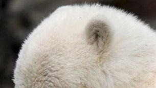 Berliinin eläintarhan tunnetuimman asukkaan, jääkarhunpentu Knutin, päivittäiset yleisönäytökset päättyvät.