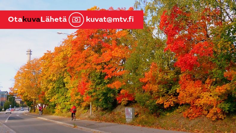 Vaahteraruskaa Vaasassa 1. lokakuuta 2014. Lukijan kuva: Matti Hietala