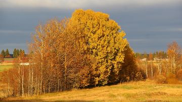 Lokakuisen iltapäivän värikäs hetki 5. lokakuuta 2014 Utajärvellä. Lukijan kuva: Sinikka Kujala