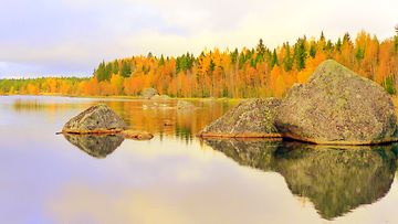Ruska ja joutsenet 3. lokakuuta 2014 Pilvilammella Vaasassa. Lukijan kuva: Matti Hietala