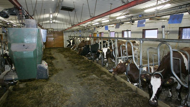 lehmä lehmät maitotila maidontuotanto