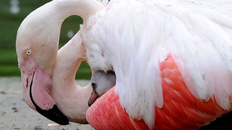 flamingo, chileläinen flamingo