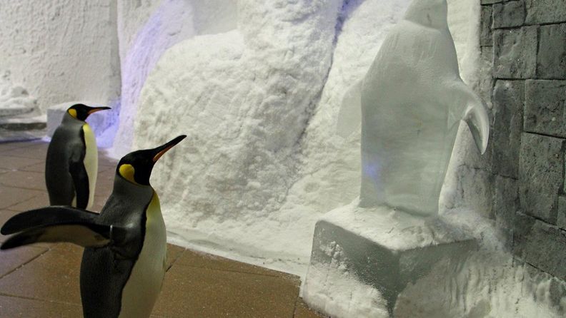 kumingaspingviinit hady ja mona lisa ovat rauhallisia ja vahemman uteliaita kuin valkokulmapingviinit  (1)