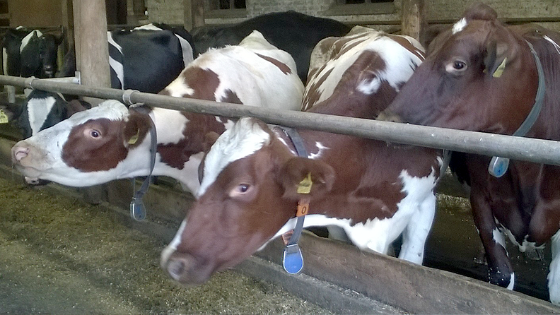 Lehmä navetta karja liha maito (1)