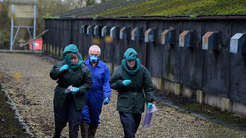 Britanniassa viranomaiset tarkastavat ankkatilaa, jossa on havaittu lintuinfluenssaa 17. marraskuuta 2014.