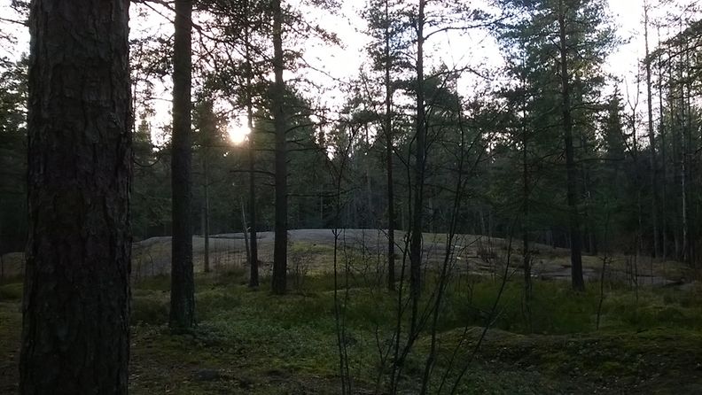 Metsä Helsingin Keskuspuisto