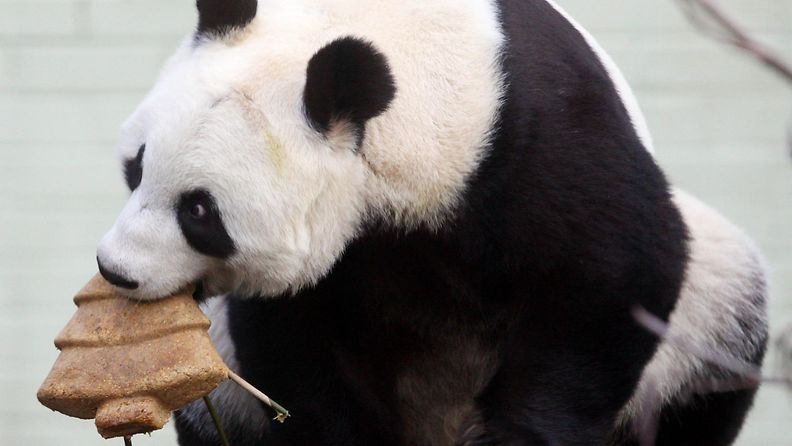 Panda nauttii joulupuun muotoista kakkua Edinburgh Zoossa, Skotlannissa.