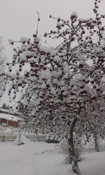 Lunta pihlajanmarjoissa Kuopiossa pirjo tuominen lumi talvi