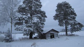 Talvinen pakkaspäivä Kokkolassa 29. joulukuuta 2014. Lukijan kuva: Jaana Mäkelä