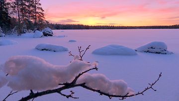 Luminen oksa auringon laskiessa Vaasan seudulla 25. joulukuuta 2014. Lukijan kuva: Matti Hietala