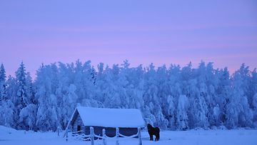 Joulukuinen sininen hetki Rovaniemen Marraskoskelta. Lukijan kuva: Outi Kilpi
