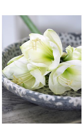 amaryllis white