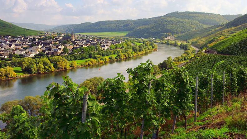 moselle-winery-river