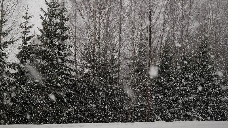 Sakeaa lumisadetta Jyväskylän Palokassa 16. tammikuuta 2015. Lukijan kuva: Maarit Siitonen