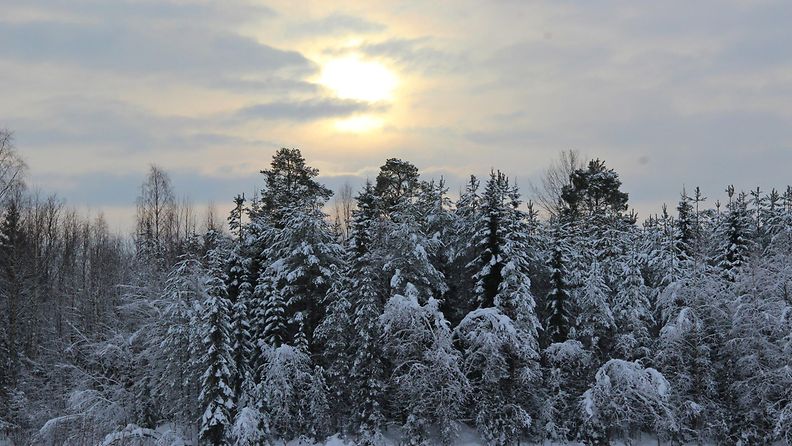 Lumisia puita Utajärvellä 31. tammikuuta 2015. Lukijan kuva: Sinikka Kujala