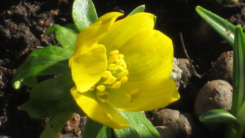 Kevät on täällä, kukkia 9. maaliskuuta 2015 Lukijan kuva: Marjut Ikonen, Espoo