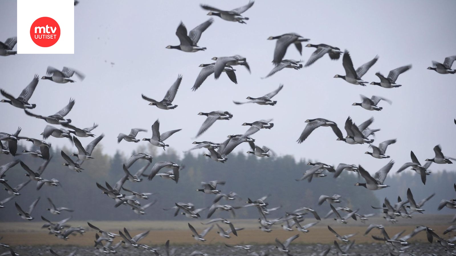 Lintuja tiiraillaan Euroopan laajuisesti 