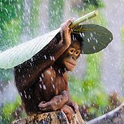  Copyright: Supplied by WENN.com, All Over Press. Photographer: Andrew Suryono courtesy of Sony World Photography awards .
