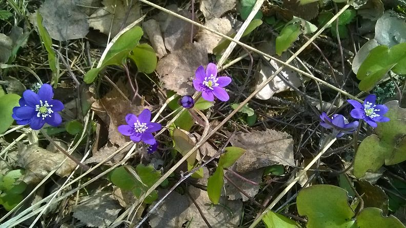 sinivuokko kevät metsä Tuusula sää 