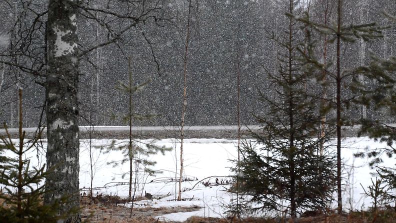 Lumisateita Nurmeksessa Pohjois-Karjalassa 15. huhtikuuta 2015. Lukijan kuva: Maija Savolainen
