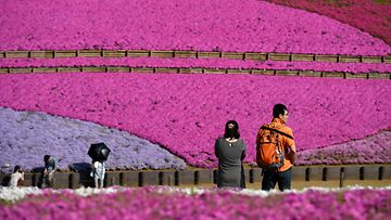 Tavoitetta kotipuutarhurille! Japanin kevät näyttää parhaita puoliaan Hitsujiyaman puistossa lähellä Tokiota. Väriloiston salaisuus on yhdeksän eri sammalloimulajiketta, joita on istutettu 17 600 neliömetrin alueelle.