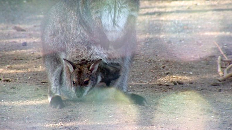 korkeasaariu eläinvauva eläin wallabi kenguru 