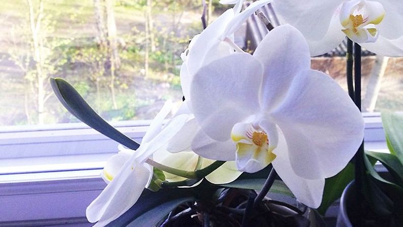 Orkideat viihtyvät ikkunalaudalla.