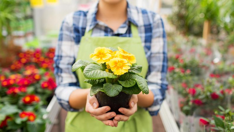 Nainen töissä kukkakaupassa (1)