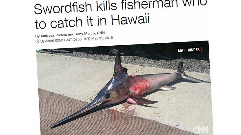 Kalastaja kuoli Havaijilla miekkakalan iskettyä tämän ylävartaloon. Kuvakaappaus CNN:n nettisivuilta.